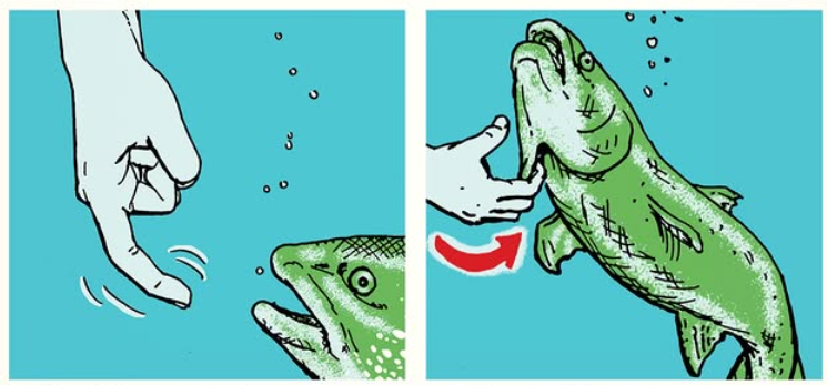 fish